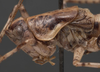 CollectionObject 1505834; a49006d4-9c2c-464f-9172-da8fd6f845e0: male pronotum, lateral view (holotype). (CollectionObject).