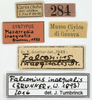 CollectionObject 1577322; 0d0ac916-6aa5-4768-8492-6a8ae88552f7: labels (syntype). (CollectionObject).