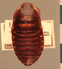 CollectionObject 1553288; 1424148b-f364-4699-be41-da0630225f59: Copyright UMO, Oxford. Type of synonym Exedra sacala, dorsal view. (CollectionObject).