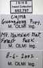 Other on Atkinsoniella opponens (Walker, 1851): Labels. Labels for the specimen used for the dorsal and lateral views. (Observation).