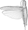 Schistocerca nitens nitens (Thunberg, 1815): Pg. 440 Fig. 34 after type as S. malachitica. female, dorsal view. (Otu).