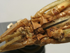 CollectionObject 1535115; 6df839bb-63e1-4e75-ad3c-6b3d48209e06: female sternum (lectotype). (CollectionObject).