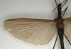 CollectionObject 1560367; NMW 1128', 84976c20-7d6f-4721-97de-97a0398a2d00: copyright NMW, Vienna. female: wings (syntype). (CollectionObject).