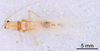 CollectionObject 1523106; a7a07e91-5075-40be-bd91-a820baa3de3e: Male, dorsal view (holotype). (CollectionObject).