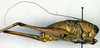 CollectionObject 1502460; 3531d395-82d0-47f5-923b-e148c440f91f: female, lateral view (paratype). (CollectionObject).