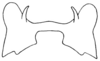 Clematodina eckardtiana Günther, 1940: Fig. 8. male, epiphallus, dorsal view. (Otu).