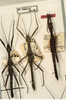 CollectionObject 1560143; 4529c27e-7b06-43f1-896c-6defc05801a9: copyright ZMUH, Hamburg. male (paralectotypes). (CollectionObject).;CollectionObject 1560144; 6704a3d5-a829-49bb-adbc-5b783536858d: copyright ZMUH, Hamburg. male (paralectotypes). (CollectionObject).