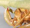 CollectionObject 1532204; NMW 9971, 2a9ef488-dc70-4c77-a916-248b4be88212: ovipositor (holotype). (CollectionObject).