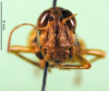 CollectionObject 1590657; e414707c-2f4c-4997-94ef-a807095e25ae: female, frontal view (paralectotype). (CollectionObject).