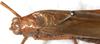 CollectionObject 1532182; NMW 11238, 1b7889fd-9eb3-47ef-b777-01ca479d409e: male, dorsal view (holotype). (CollectionObject).