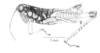 Parasitalces sexnotata Bruner, 1911: Fig. 7A. male, habitus. (Otu).
