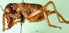 CollectionObject 1501840; 537a93cb-4688-4b90-9967-e02db4d44321: male, lateral view. (CollectionObject).