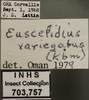 Other: !! display not done !! on Euscelidius variegatus (Kirschbaum, 1858): Labels. Labels for the lighter colored images of dorsal, lateral, head. (Observation).