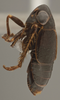 Habitus, lateral view: !! display not done !! on Bobacella corvina (Horváth, 1903): Lateral. (Observation).