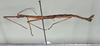 CollectionObject 1559410; 709b48d2-1f07-40d4-a5d7-111690ea043b: copyright USNM, Washington. (CollectionObject).