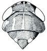 Head: !! display not done !! on Bandara Ball, 1931: Bandara johnsoni, head, pronotum, and mesonotum, dorsally. (Observation).