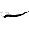 Pygofer appendages on Empoasca (Empoasca) furcatula Ghauri, 1979: Pygofer process, lateral view. (Observation).