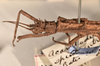 CollectionObject 1561554; 6cdbe08b-dbcd-4592-830b-23e49866e842: copyright UMO. male head and thorax, lateral view of synonym Acanthoderus spiniventris (syntype). (CollectionObject).;CollectionObject 1561555; effcc6fe-eba2-4459-a612-4ec6e76c6540: copyright UMO. male head and thorax, lateral view of synonym Acanthoderus spiniventris (syntype). (CollectionObject).