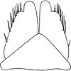 Subgenital plate, ventral view on Diplocolenus (Verdanus) Oman, 1949: Subgenital plate. (Observation).