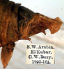 CollectionObject 1517281; 1d90f6bc-2159-4991-be8b-6a4597b1fc43: male abdomen tip (holotype). (CollectionObject).