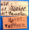 labels (Tettigonia vaucheriana). Depicts CollectionObject 1502446; 904b7961-fa82-4425-a585-144c0ce3e3b2, a CollectionObject.