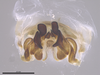 CollectionObject 2062724; 28ad0106-9cdd-4fb1-9d29-9ab9a3705564: Phallus, axial view. (CollectionObject).