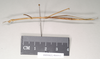 CollectionObject 1558030; b13e432c-573d-4544-bada-a88b6f3572c8: copyright Natural History Museum, London. female, lateral view (syntype). (CollectionObject).;CollectionObject 1558031; e7723eee-9b4e-43ca-bac0-c5aad6b05318: copyright Natural History Museum, London. female, lateral view (syntype). (CollectionObject).