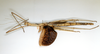 CollectionObject 1557416; 9b43f894-b843-4dac-b7c2-37005fc1c657: copyright ETHZ. female, lateral view (holotype). (CollectionObject).