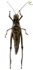 CollectionObject 1861682; 840a9030-2407-4266-9690-247eaa3354d8, Unioeste Cascavel K-0565: Female. Ventral view. (CollectionObject).