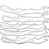 Pygofer appendages: Pygofer ventral appendage. (Observation).