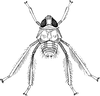 Nymph: (Observation).