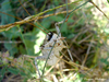 CollectionObject 1591162; c62a53fa-b220-4882-ba6c-1e88188538c9: female (BG: Crimea, near Kurortnoe). (CollectionObject).