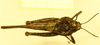 CollectionObject 1600275; 9d33c887-4823-47fe-9092-961763dda0ae: no type, frontal view, male. (CollectionObject).