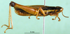 CollectionObject 1501407; 5614a38c-0c2e-49f1-9ea3-a74dc92d610b, DORSA BA000100S01: male, lateral view (holotype). (CollectionObject).