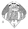 Head: !! display not done !! on Amplicephalus (Amplicephalus) faminoides Linnavuori, 1955: head, dorsally. (Observation).