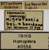 Other on Athysanella (Amphipyga) nigrofascia (DeLong & Davidson, 1934): Labels - both male and female. Male and female specimens are on the same pin and share the same catalog number. (Observation).