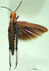 CollectionObject 1502326; 85a7f5a4-92a1-42e2-9296-7dfbc3f2c5a7: male, dorsal view (paratype). (CollectionObject).