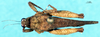 CollectionObject 1537619; 25ee1bcf-07ae-4679-83f8-71b52a9b8b68: male, dorsal view (syntype). (CollectionObject).