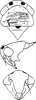 Head: Head, pro-, and mesothorax (E. tripunctatus Mahm.). (Observation).