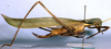 Anthophiloptera dryas Rentz & Clyne, 1983: female (paratype). (Otu).