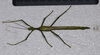 CollectionObject 1583388; 95523474-7e28-481d-9475-d50c7f3964df, QM T244506: copyright QM, Brisbane. male, dorsal view (paratype). (CollectionObject).
