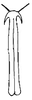Aedeagus, posterior view on Carapona eximia (DeLong & Freytag, 1975): Male: aedeagus, posterior view. (Observation).