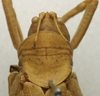CollectionObject 1535119; d3e607ac-9209-4cd1-949b-322bae5f34c1: female pronotum dorsal (lectotype). (CollectionObject).