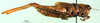 CollectionObject 1502789; 48972000-6978-4ffd-afb9-c53d6e3bfd5c: female, lateral view (paratype). (CollectionObject).