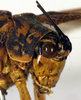 CollectionObject 1500586; 14a52cef-cf81-4732-8221-9f3b2e1ef18f, DORSA BTpoestrS02: male head and pronotum, lateral view (syntype). (CollectionObject).