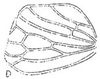 Forewing: !! display not done !! on Amplicephalus (Amplicephalus) papillosus Linnavuori, 1959: forewing. (Observation).