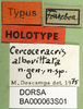 CollectionObject 1501504; 312add54-0c15-4f5e-8630-9bbb4412f57f, DORSA BA000063S01: labels (holotype). (CollectionObject).