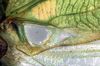 CollectionObject 1500559; d7f362d1-7eb5-4cb8-bbca-6e7b8427b0ec, DORSA BTgrasatS01: male, base of right tegmen (syntype). (CollectionObject).