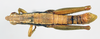 CollectionObject 1506165; 10189de0-3c48-4953-8b47-356e26a9ea75: male, dorsal view (lectotype of Orthacris carli). (CollectionObject).