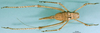 CollectionObject 1565153; a9277118-9d62-4c68-832d-7037d87c575a: female, dorsal view (syntype). (CollectionObject).